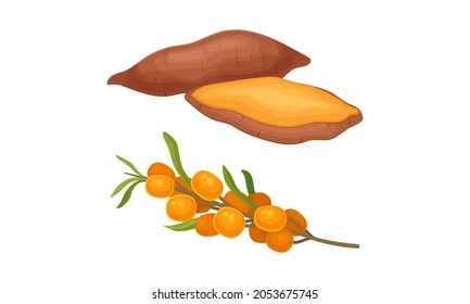 Hortalizas y frutas naranjas. Dibujo vectorial de la caricatura de la batata madura y la espina dorsal fresca