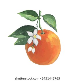 ilustración de la acuarela de la fruta naranja en Vector