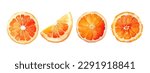 Orange Fruit Watercolor Set. Fresh summer fruit, citrus mandarin fruit, orange fruit slice isolated on white background. Vector illustration