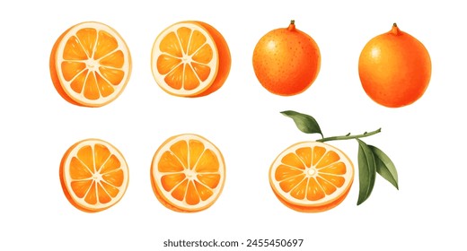 Orange Fruit Watercolor Set. Fresh summer fruit, citrus mandarin fruit, orange fruit slice isolated on white background. Vector illustration