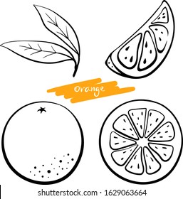 Orange fruit, whole, half, slice and leaves. Black line sketch collection of citrus fruits isolated on white background. Doodle hand drawn vegetables. Vector illustration