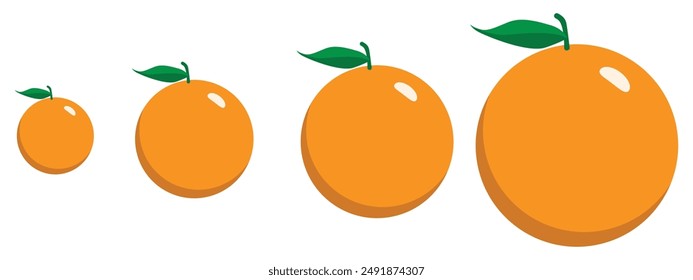 Orange fruits comparison size, flat design vector illustration.