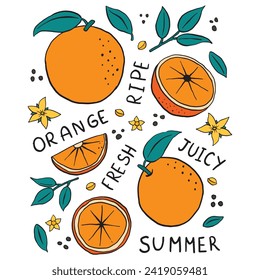 Orange Fruits Hand Drawn Poster. Doodle style citrus, leaves, seeds and blossoms vector