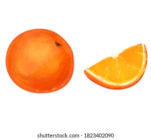 Orange fruits hand drawn vector illustration
