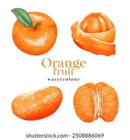 Orange fruits and leaf watercolor on white background. Vector illustration.