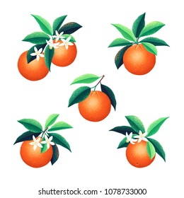 Orange fruits, leaves and flowers set. Retro vector illustration