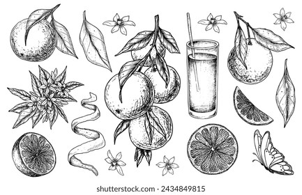 Orange Fruits set. Vector hand drawn illustration of tangerine branches with leaves and slices of citrus Fruits in black and white colors. Bundle of mandarins for food label or menu.