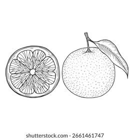 Orange Fruits Set. Handgezeichnete Vektorgrafik von Mandarinenzweigen mit Blättern und Scheiben von Zitrusfrüchten in schwarz-weißen Farben. Bündel von Mandarinen für Lebensmitteletikett oder Menü.