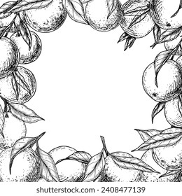 Orange Fruits Square Frame. Hand drawn vector illustration of Border with Citrus branches in linear style. Black etched drawing with tangerines and clementine with leaves for icon or logo.