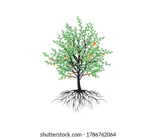 orange fruits tree vector isolated on white
