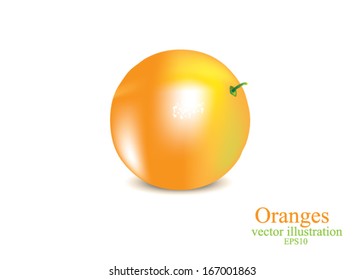 Orange fruits vector illustration