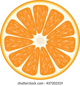 Orange fruits vector illustration.
