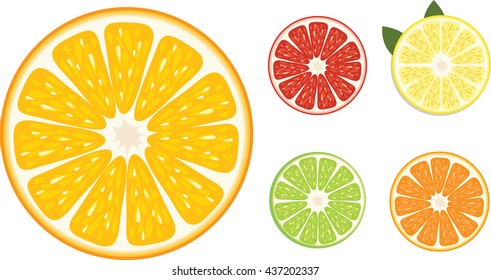 Orange fruits vector illustration.