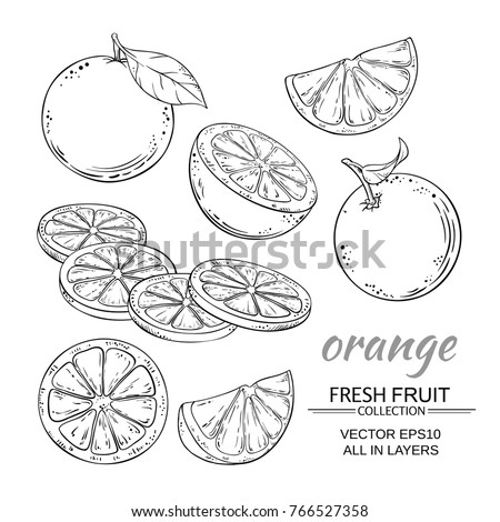 orange fruits vector set on white background