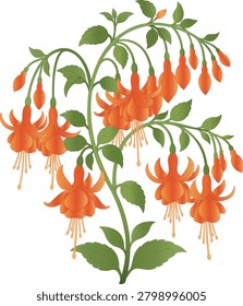 Orange Fuchsia Flower Spring Summer Design