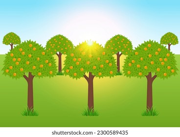 Orange Garden, orange trees. Vector Illustration. 