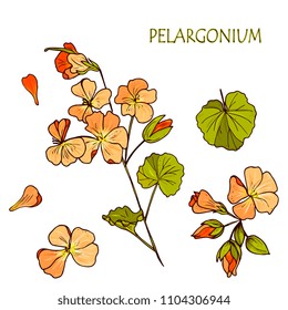 Orange geranium ( pelargonium) vector drawing set. Isolated hand drawn objects with flower buds and leaf. Botanical realistic style illustration. Detailed floral sketch. Vintage geranium. 