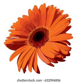 Orange gerbera blossom flower plant realistic isolated vector