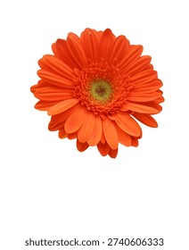 Orange Gerbera Daisy Flower Isolated On White Background Macro Floral Botanical Close Up