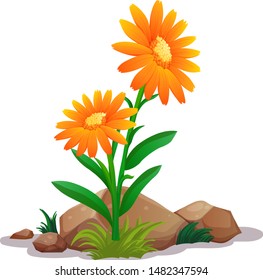 Orange gerbera daisy flowers on white background illustration