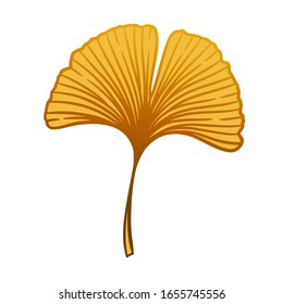 Orange Ginkgo or Gingko Biloba leaf. Nature botanical fall vector illustration, herbal medicine graphic isolated over white.