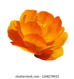 Orange Globe-flower on white background, Trollius asiaticus, realistic vector flower, EPS10