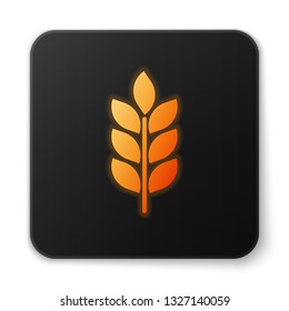 Orange glowing Cereals icon set with rice, wheat, corn, oats, rye, barley sign on white background. Ears of wheat bread symbols. Agriculture wheat symbol. Black square button. Vector Illustration