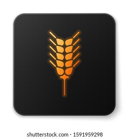 Orange glowing neon Cereals set with rice, wheat, corn, oats, rye, barley icon isolated on white background. Ears of wheat bread symbols. Black square button. Vector Illustration