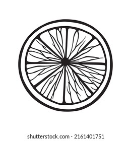 Orange grapefruit citrus fruit line art isolated hand drawn illustration