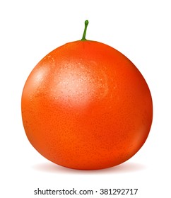 Orange grapefruit  isolated on white background.  Vector illustration.