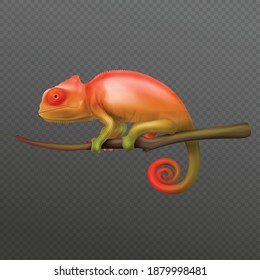 Orange green chameleon lizard sitting on branch closeup isolated realistic image dark transparent background vector illustration