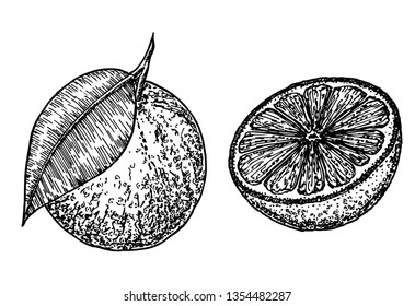 Orange and half an orange sketch. Orange set. Hand drawn illustration of food sliced ingredients. 