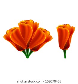 Orange half-open button poppy vector and a bunch of those buds on a white background