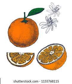 orange, hand drawing, set, color, vector illustration, isolated on white background