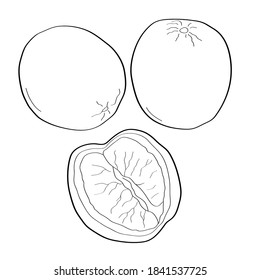 Orange. Hand drawn doodle icon. Vector black and white illustration isolated on white background. Decoration for greeting cards, posters, patches, prints for clothes, emblems.
