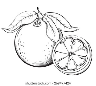 Orange. Hand drawn fruit. Sketch Vector illustration