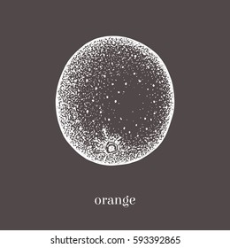 Orange hand drawn sketch. Isolated vector food illustration. Vintage style.