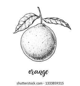 Orange hand drawn sketch, vector illustration.