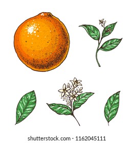Orange hand drawn vector illustration. Orange leaf and flower collection.