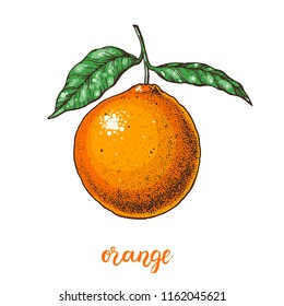 Orange hand drawn vector illustration. 