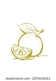 Ilustración vectorial dibujada a mano naranja. Esbozo botánico de cítricos. Se utiliza en perfumería, aromaterapia. Es bueno para los productos naturales de belleza. Fondo blanco.