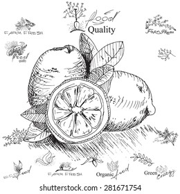 Orange. Hand-drawing,  illustration for printing, banner, website. Black and white ink drawing