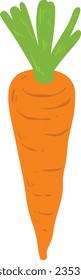 Orange Handdrawn Organic Carrot Element