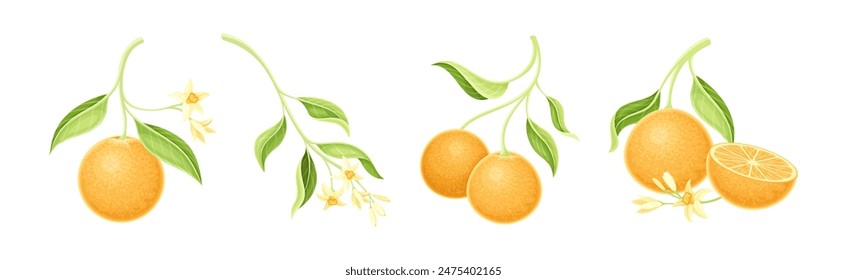 Orange Hang on Stem with Leaf and Flower Blossom Vector Set