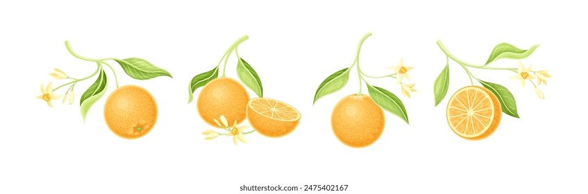 Orange Hang on Stem with Leaf and Flower Blossom Vector Set