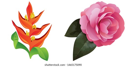 Orange Heliconia. Pink Balsam. Vector illustration. Isolated illustration element. Floral botanical flower. Wild leaf wildflower isolated. Exotic tropical hawaiian jungle.