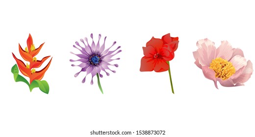 Orange Heliconia. Purple Osteospermum Daisybush. Red Amaryllis. Pink Peony. Vector illustration. Isolated illustration element. Floral botanical flower. Wild leaf wildflower isolated. Exotic.