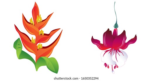 Heliconia Naranja. Fuchsia roja. Ilustración vectorial. Elemento de ilustración aislado. Flor botánica floral. Flor silvestre de hoja silvestre aislada. Exótica selva hawaiana tropical.