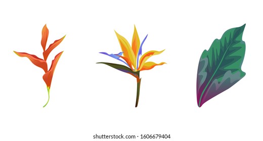 Orange Heliconia. Yellow bird of paradise Strelitzia. Green Dracaena. Vector illustration. Isolated illustration element. Floral botanical flower. Wild leaf wildflower isolated. Exotic tropical.