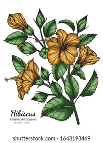 Orange Hibiscus flower and leaf drawing illustration with line art on white backgrounds.